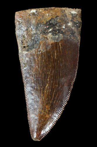 Carcharodontosaurus Tooth - Serrated #52838